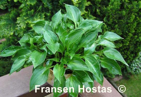 Hosta Shining Tot